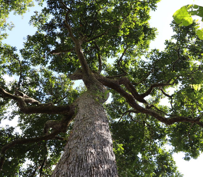 Human history revealed through Amazonian tree rings