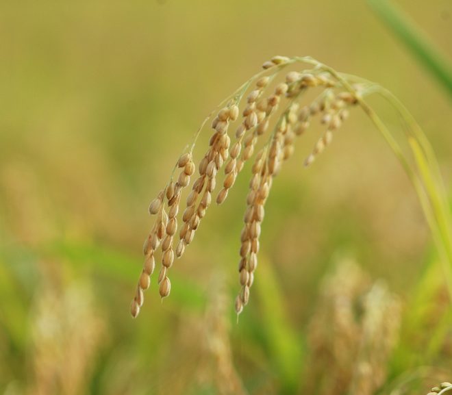 Genomic history and ecology of the geographic spread of rice