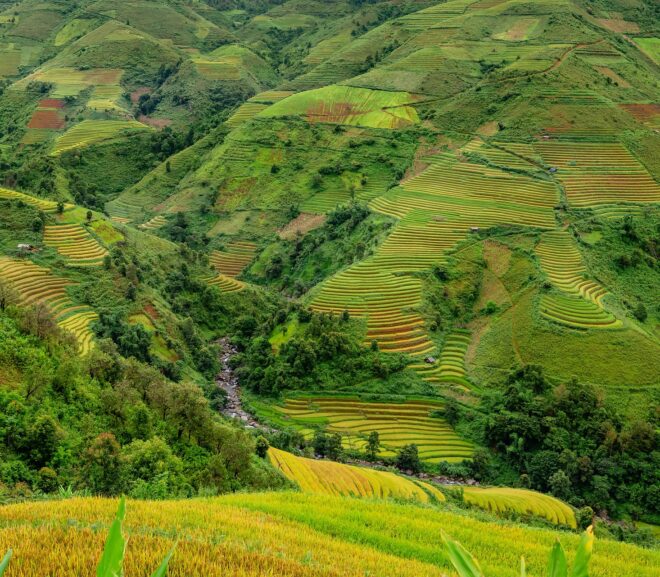 Pantropical VSS 1: Older is not Necessarily Better: The Short History of the Ifugao Rice Terraces